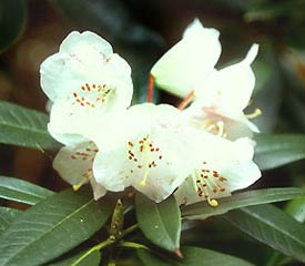 R. argyrophyllum